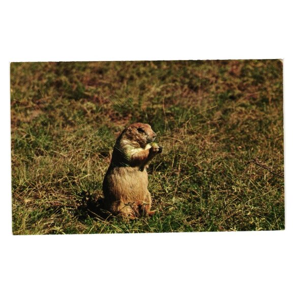 Prairie Dog Postcard Dan Grigg Published D G Enterprises Wyoming Animal Roadside - Picture 1 of 2